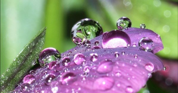 Капля на цветке