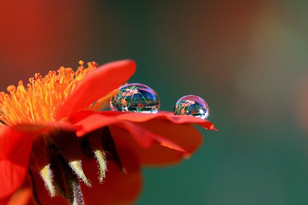 Маки с капелькой росы