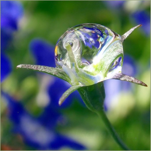 Утренняя роса на цветах