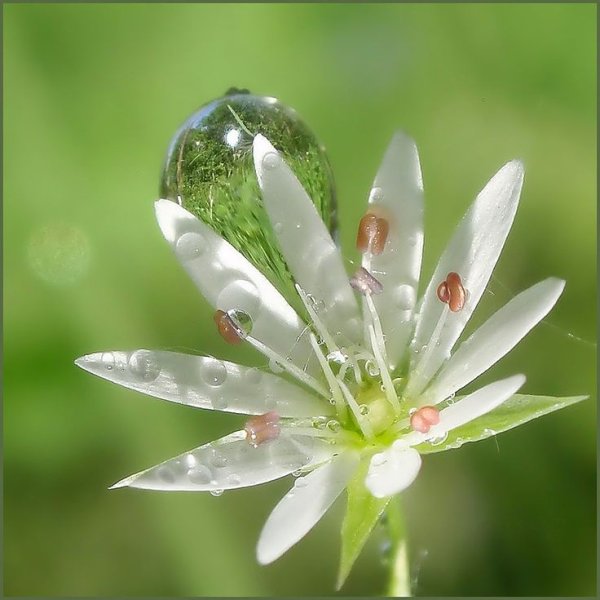 Росинка на цветке