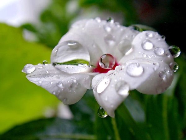 Роса на цветах