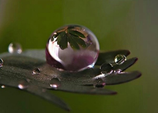 Капля на ладони