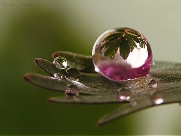 Капля счастья