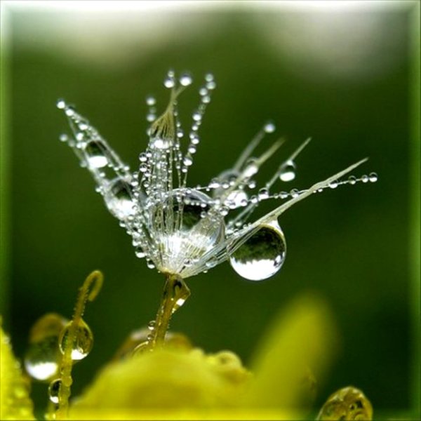 Росинка роса