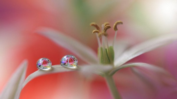 Цветы Макросъемка