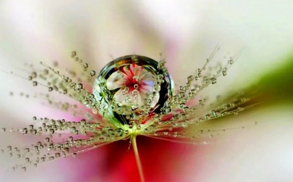 Капля росы на цветке