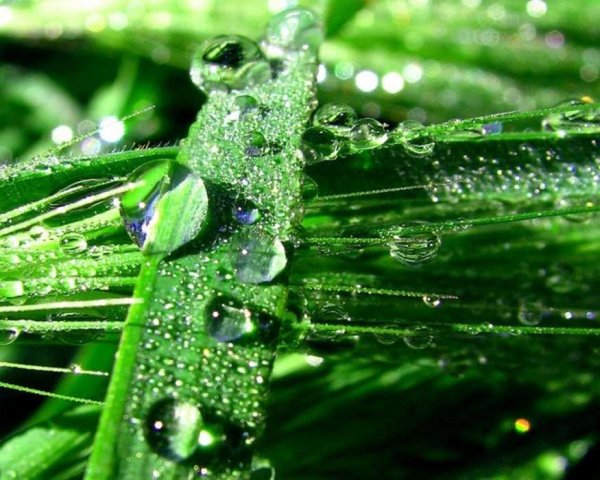 Сверкающая роса