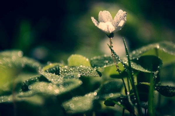 Роса на траве цветах