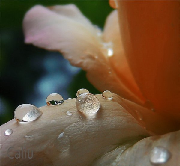 Капельки на цветах