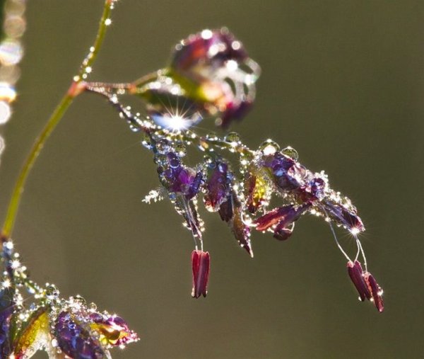 Росинки на цветах