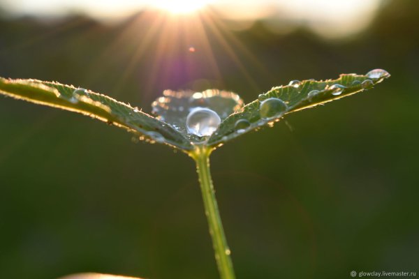 Утро роса