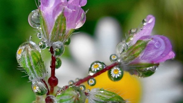 Умывается природа утренней росой