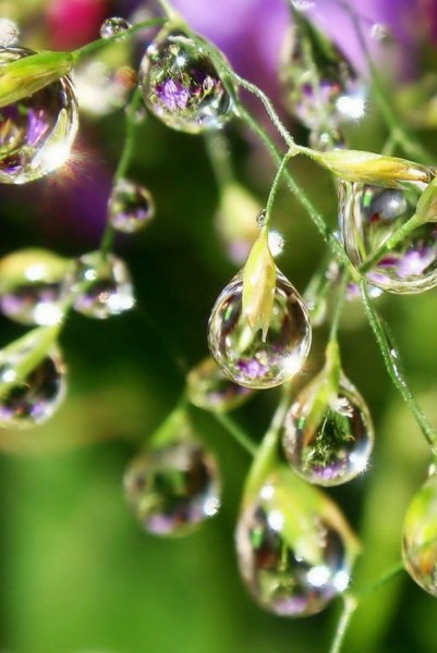 Капля росы на цветке