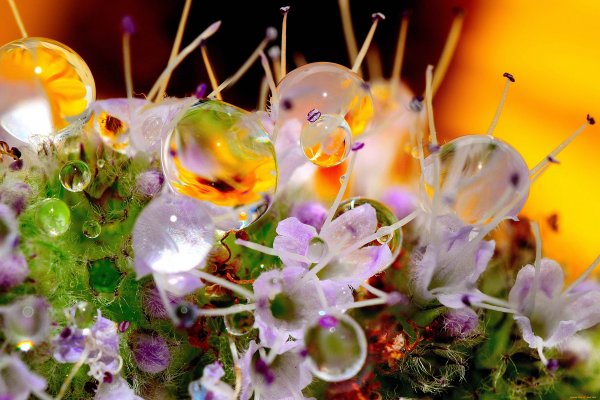 Красивые макрофотографии цветов