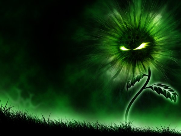 Пионы под дождем