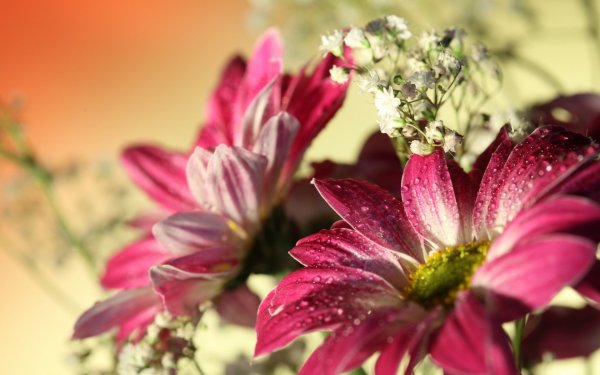 Нежный цветок