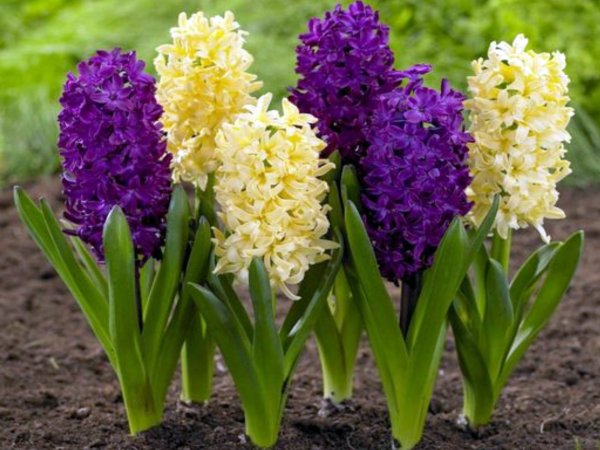 Гиацинт спринг микс