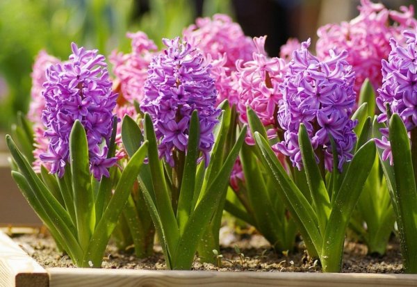 Однолетники и луковичные