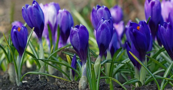 Гиацинт Делфт Блю