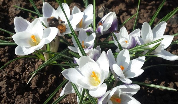 Гиацинт Луговой