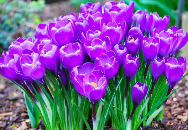 Луковичные цветы крокусы