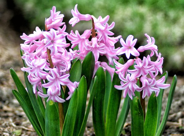 Первоцветы (подснежники, крокусы, гиацинты).