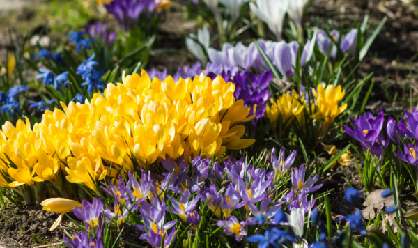 Крокусы многолетники