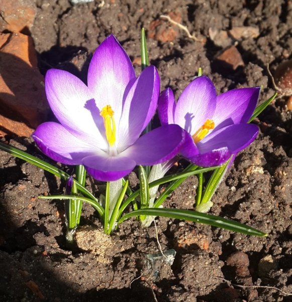 Мускари крокусы гиацинты