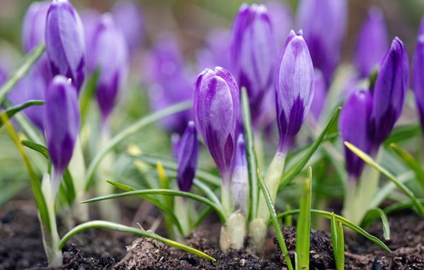 Мускари крокусы тюльпаны нарциссы