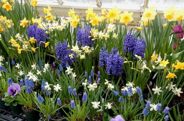 Гиацинт Крокус ,рябчик