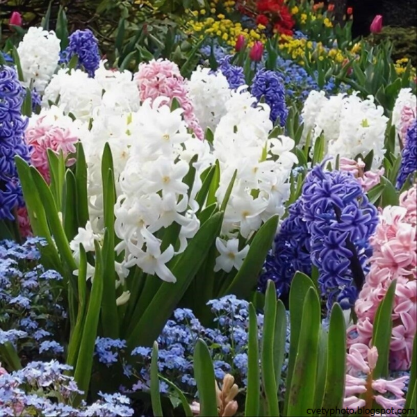 Мускари Крокус тюльпан гиацинт