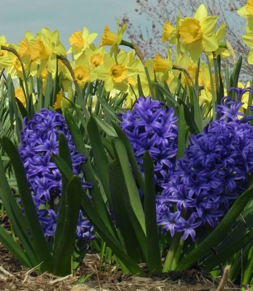 Мышиный гиацинт мускари