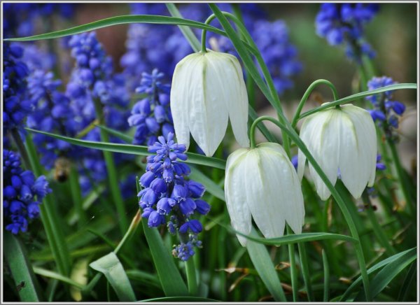 Пролеска желтая