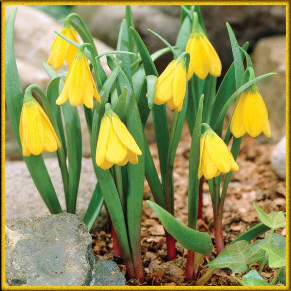 Пролеска Сибирская (Сцилла)