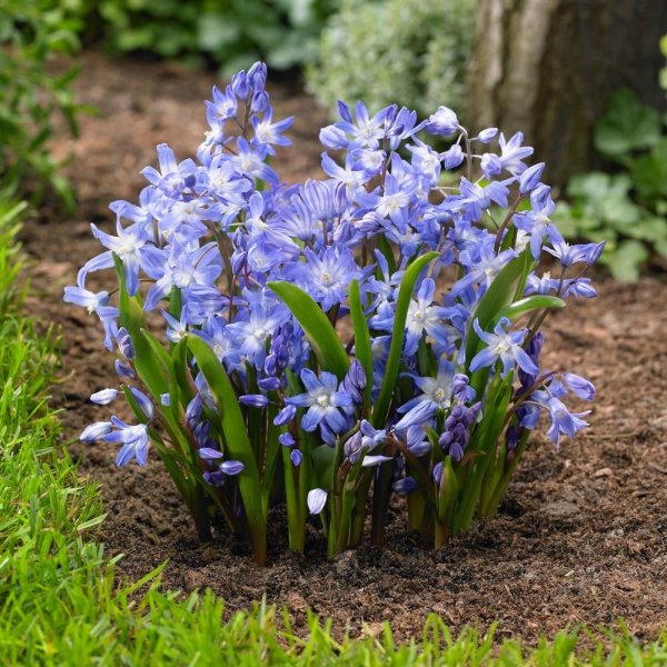 Пролеска двулистная белая