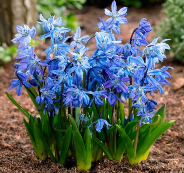 Гиацинт спринг микс