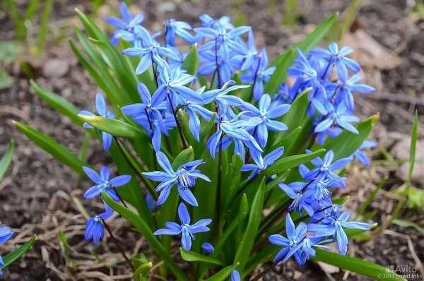 Луковичные первоцветы