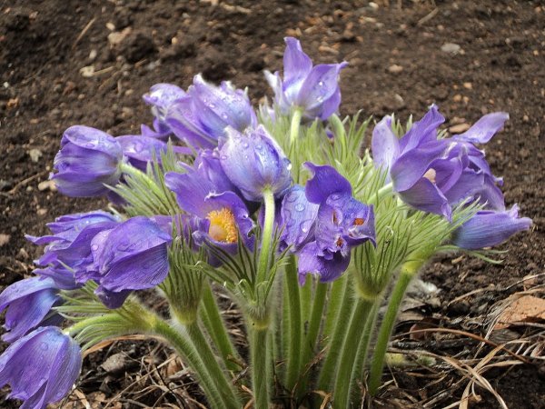 Ирис сетчатый ретикулата