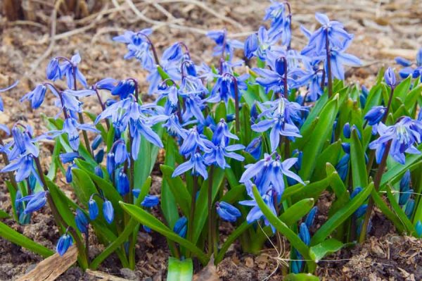 Весенние цветы луковичные