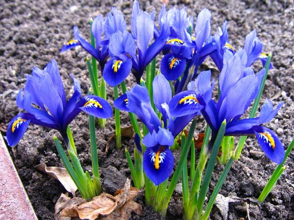 Весеннецветущие луковичные