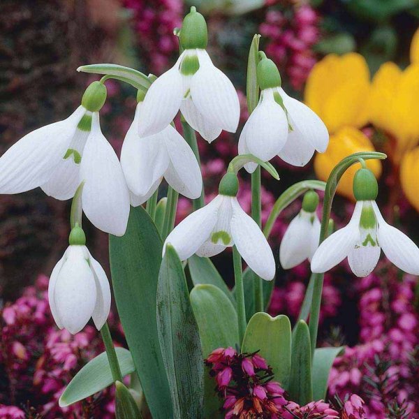 Пушкиния цветок