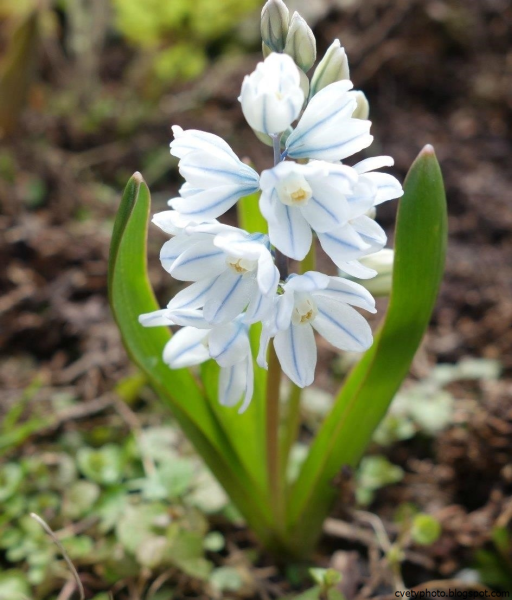 Мускари Крокус тюльпан гиацинт