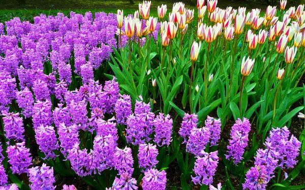 Весенние первоцветы тюльпан