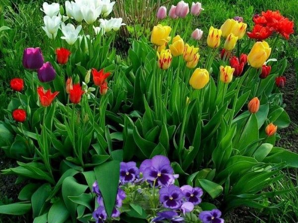 Крокус Шафран посевной