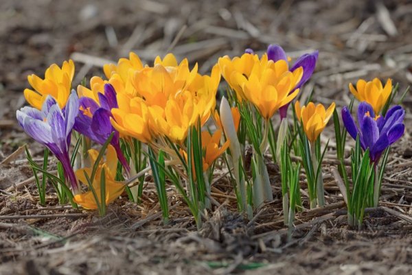 Пушкиния либанотика