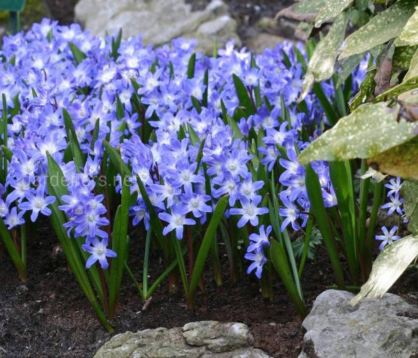 Однолетники и луковичные