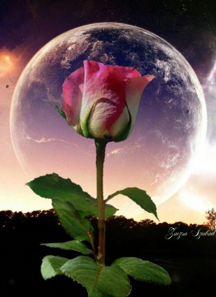 Лунный цветок.