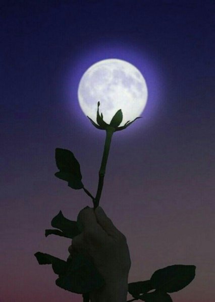 Луна и цветы