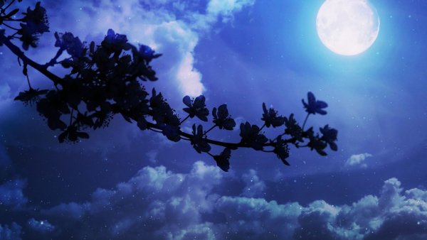 Красивые ночные цветы