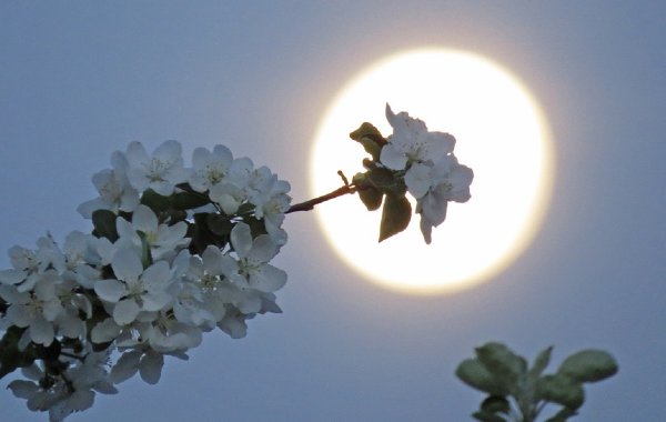 Цветы ночью